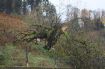 Auch auf der daneben liegenden Wiese wurden Bäume geknickt und die Schafe erschreckt.